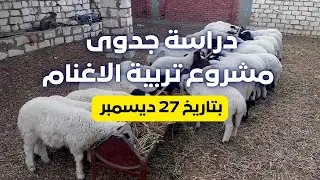 دراسة جدوى مشروع تربية الاغنام بتاريخ 27 ديسمبر للمبتدئين لازم تشوف الفيديو ده !