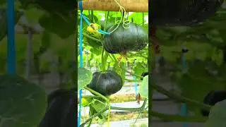জানলা থেকে ঝুলে থাকা লাউ 🥒 | Nature&rsquo;s Unique Farming #shorts #realfarming