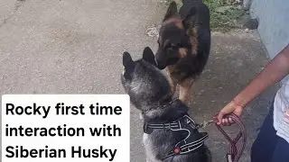 Rocky First time interaction with Siberian Husky | RockyHandsome | German shepherd | puppy |