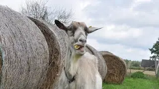 Tunce the goat eats pancakes / Kaza Tunce ēd pankūkas