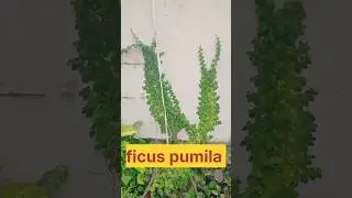 Ficus Pumila Live Plant # Creeping Fig #Fast-Growing Evergreen#wall#painting#shorts