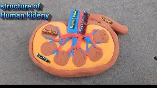 How to make Kidney Model | 3d Thermocol /Styrofoam Carving || Science karwan