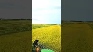 Rice Harvest season #Farm #growway #farming #shorts #foryou