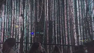 Lights in Trees at Atlanta Botanical Gardens - 2025-12-23