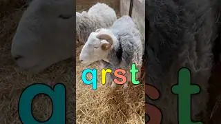 ABC Farm Animal Sounds QRST #quail #rooster #sheep #turkey #animals #farm #learning #animalsounds