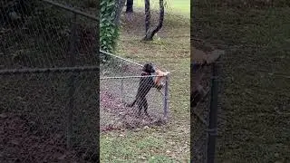 Dog Doesn't Allow Cat To Leave Yard