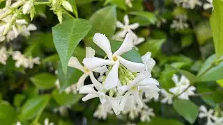 Cutting and replanting star jasmine flower plant🪴🌞