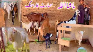 Goat Heat Problem Solution | Barakat Farm Heat Balls | Goat Farming Pakistan
