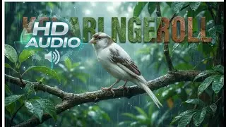 LIVE: Pancingan Kenari Roll Tembak Ampuh Bikin Burung Langsung Nyaut! #KenariGacor