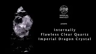 Ceremonial Centrepiece: Imperial Harvest Internally Flawless Clear Quartz Imperial Dragon Crystal