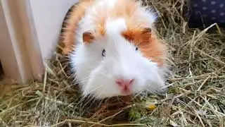 Going to the vet with donut/diabetes -Dutch guinea pigs-