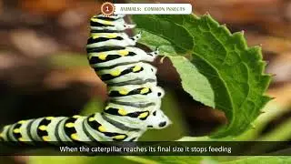 Science | Ch 01 | S.R. publications | Term Books | Class 03 | Animals: Common Insects | For Children