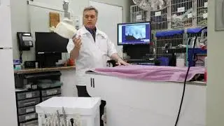 Dental X-rays for Your Pet