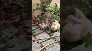 Angry male cats fighting