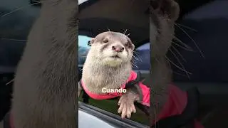 The otter was ignored, but he didn't give up. #animation #Animals #shorts #otter