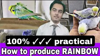 HOW TO PRODUCE RAINBOW BUDGIES  🌈
