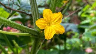 Exploring Cucumber Flowers and Leaves Up Close. #naturecloseup #flowers #colourful