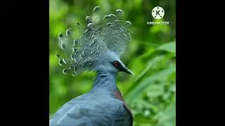 Beautiful birds | Cute birds | Birds | Birds sounds | Birds Chripping | birds collection