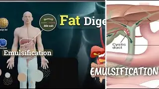 Emulsification definition and explanation with animated digestive system