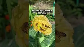 Bees love poppies! 💛🐝