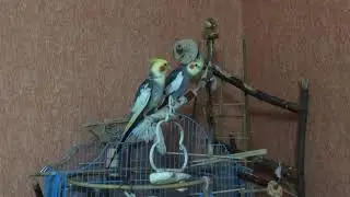 Попугаи корелла