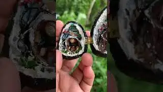 Miniature fairy house in a nutshell #diorama #miniature #youtubeshorts #naturelovers
