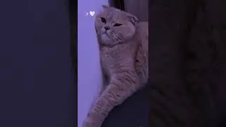 #kitty#kittylovers