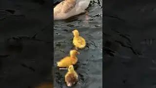 quak quack #duck #shorts #funny #trending #viralvideo