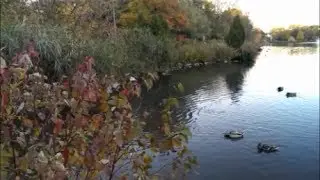Mill Pond - Richmond Hill