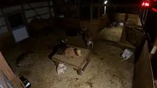 Live Goats - Barn camera