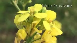 Wild Mustard