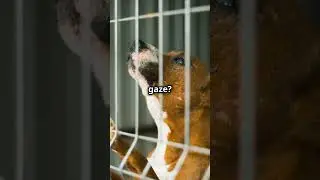 Dog: Just Pure Love!!! #petloverscommunity #funny #loyalpets #facts #petloversunite #pets #yourpet