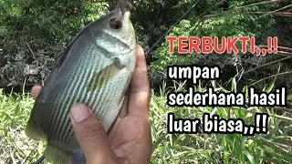 Umpan anti gagal,,!! untuk mancing tembakang #TR_161