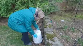 The Garden Mouse Replaces the Buckets to Protect Hydrangeas From Late Frost