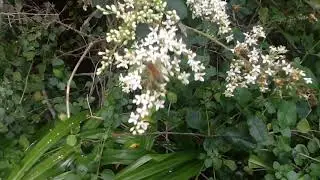 Privet