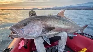 Giant amberjack fishing, record 2021 in Canary Island. Enorme medregal record a jigging