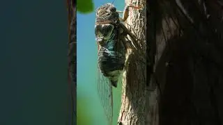 Cicada Shaking and Making Loud Noise  Wincent   qTU0N #wildlife #nature #insect
