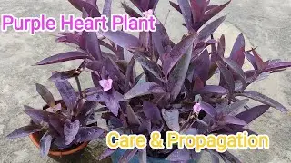 Purple Heart Plant Grow & Care / Grow Purple Heart from cuttings / Purple Heart Plant Propagation