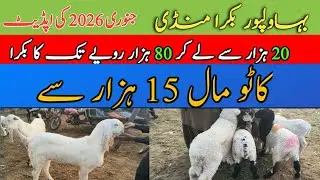 Bahawalpur Bakra Mandi Rates Today: Buying Goats for 15kPkr Only. #bakramandi #goat #qurbani