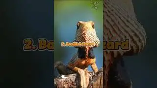 3 ANIMALS WITH STRANGE AND FUNNY BEHAVIOR #shorts #animals