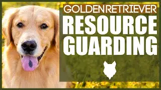 How To Stop Your GOLDEN RETRIEVER RESOURCE GUARDING