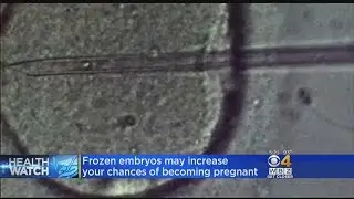 Frozen Embryos Improve Success Rate In Some Women