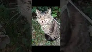 cat -Hunter