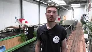Koi Development Center is in alles uniek: Open Dag, prachtige koi en mega opgroeifaciliteit!