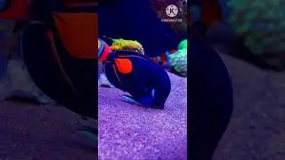 @Mdcreations-15z #colorful life#color,fish,ocean life#