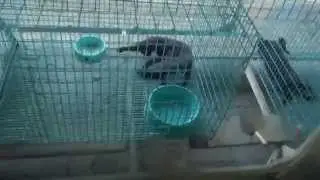 Supaluk, Copper Cats, Siamese Cat House, Samut Songkhram
