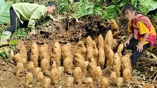 Harvesting bamboo shoots and sweet potatoes to sell with my daughter | Tương Thị Mai