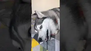 Dogs Get Totally Confused 😂