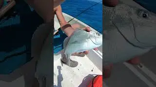 Catching Mutton Snapper in the Bahamas &ndash; Nonstop Action! #vacation #fishing #bahamas