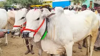 ఒంగోలు జాతి పాలపళ్ళు సేద్యపు కోడెల రేట్లు//Ongole bull's video Yemmiganur Market video's 